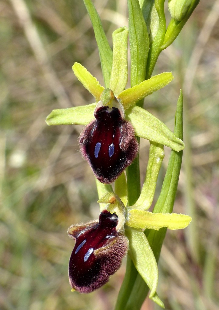 Ophrys promontorii : Abruzzo e Lazio 2019